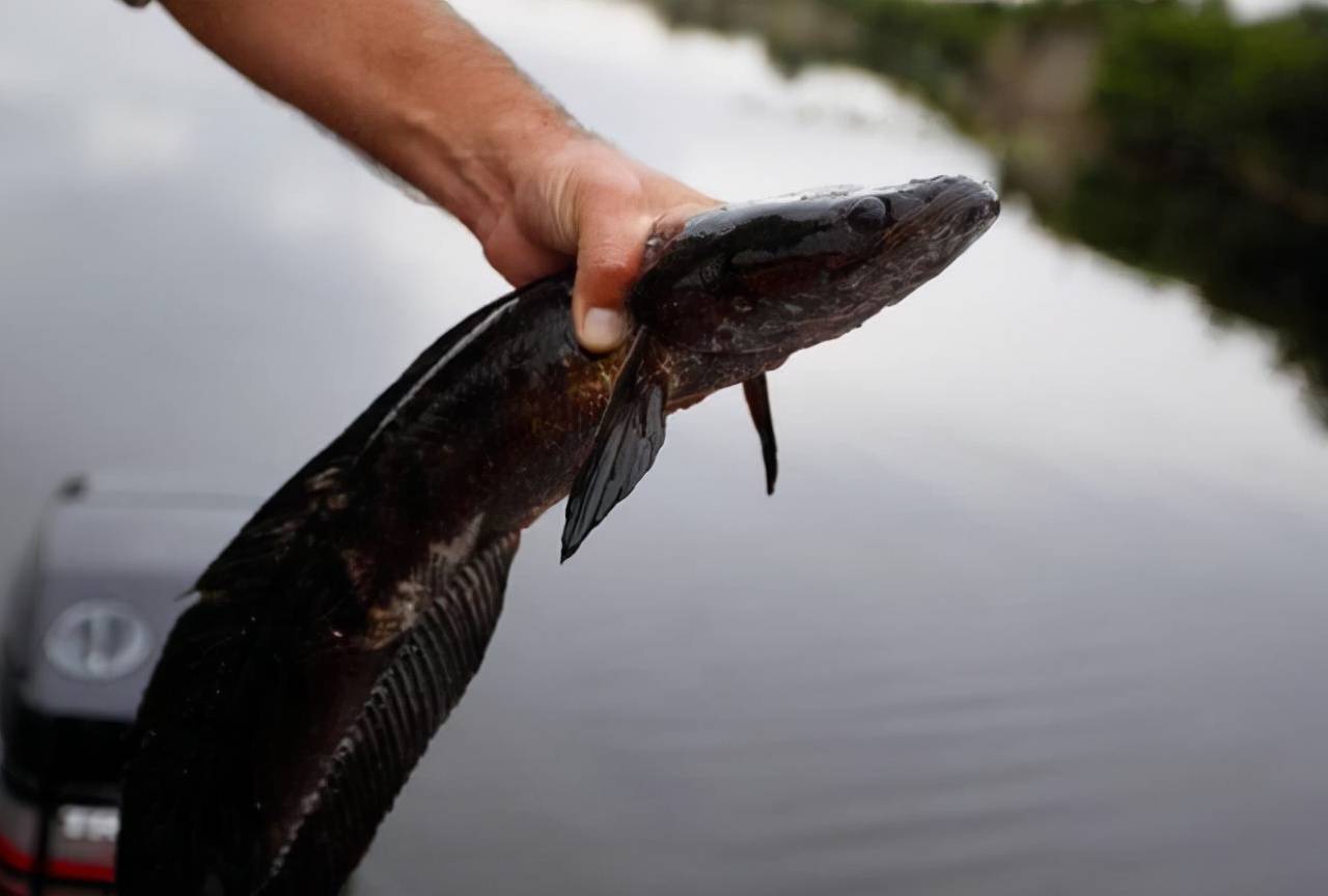 黑魚才魚（黑魚 才魚） 黃金斑馬魚 第1張