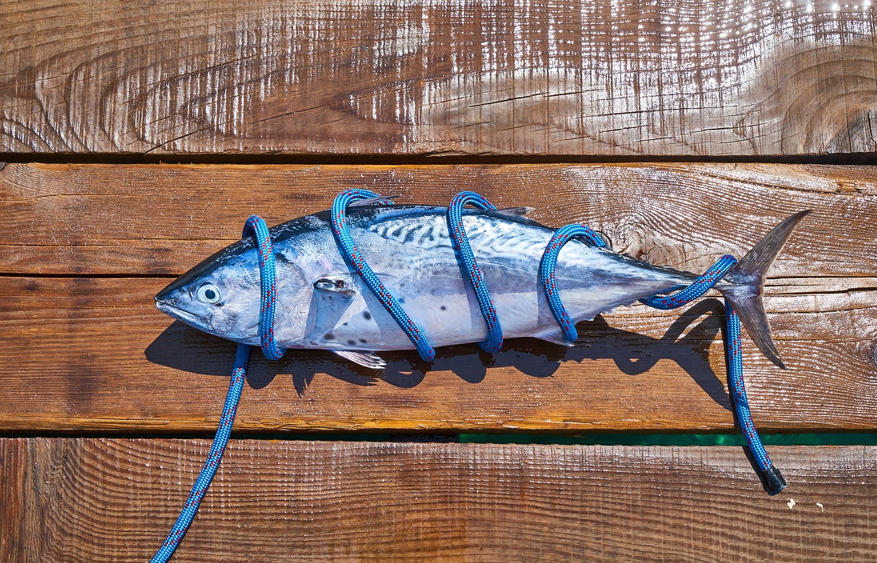 熱帶魚(yú)什么魚(yú)最好養(yǎng)（熱帶魚(yú)什么魚(yú)最好養(yǎng)大型的） 觀賞魚(yú) 第2張