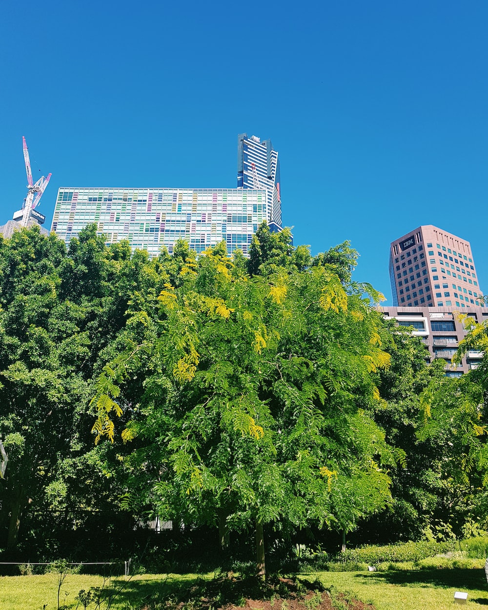 廣州綠色植物 （廣州綠色植物批發(fā)市場在哪里） 廣州景觀設(shè)計 第2張