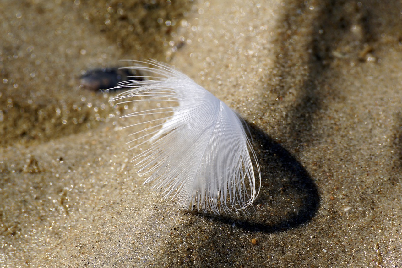 白龍魚圖片大全大圖 （白龍魚圖片大全大圖高清） 觀賞魚 第1張