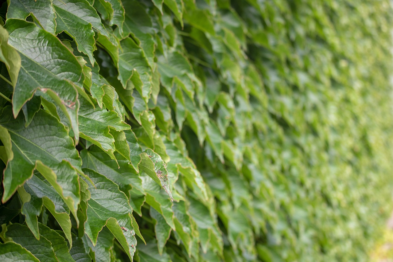 廣州綠植墻公司 （廣州綠植墻公司有哪些）