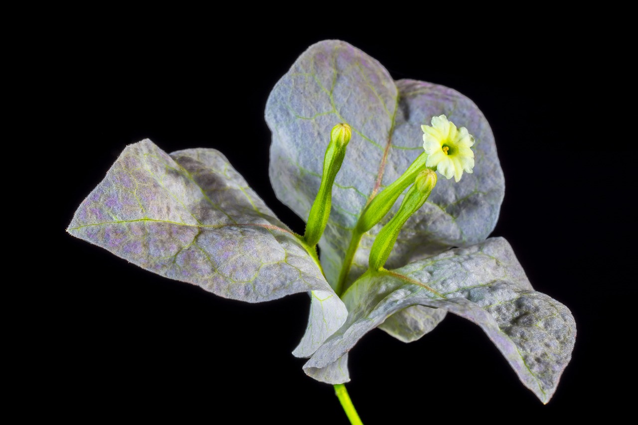 廣州哪里有賣仿真植物 （廣州哪里有賣仿真植物仿真三角梅） 廣州景觀設(shè)計 第1張