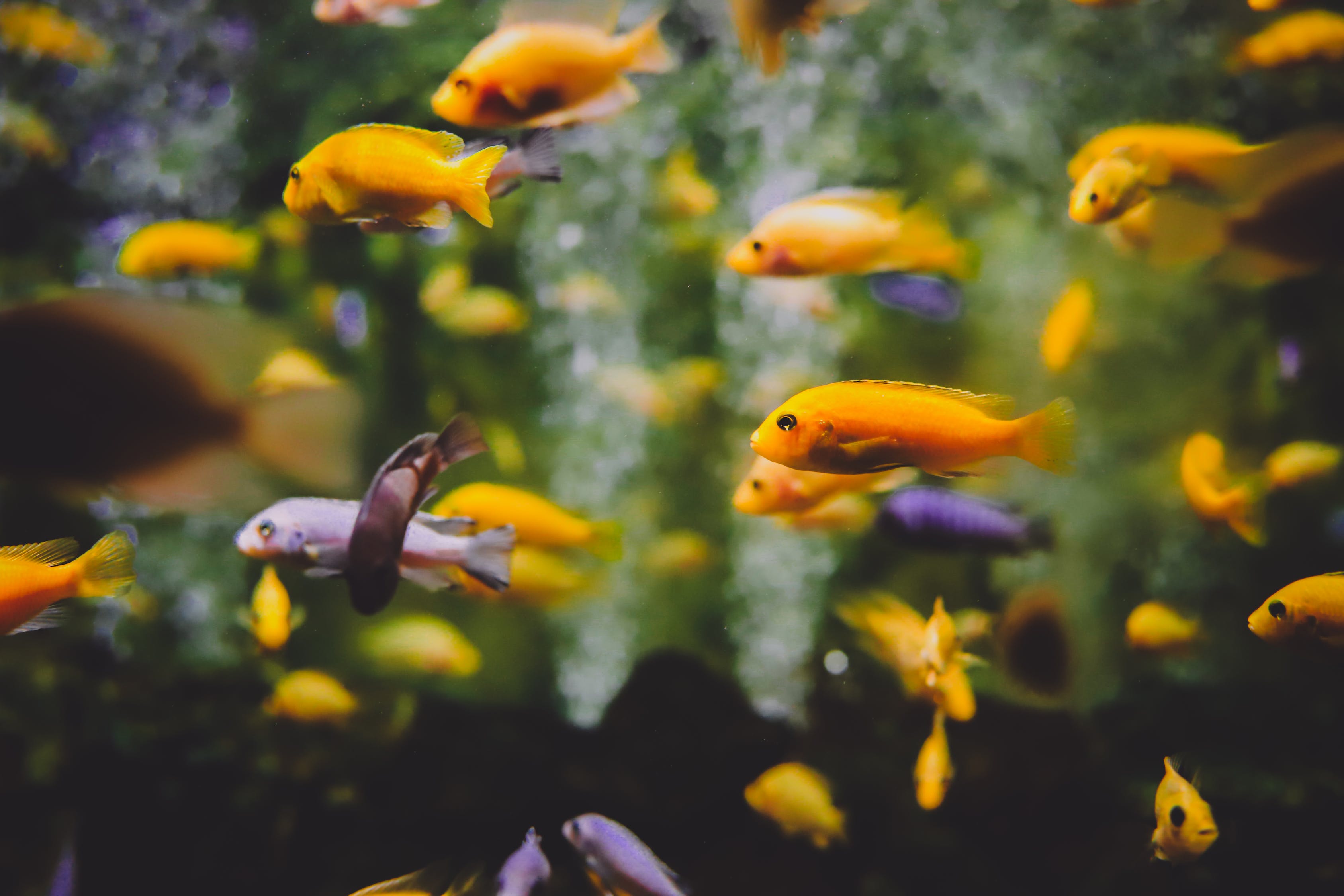 魚情未了水族館 （魚情未了加盟多少錢） 全國水族館企業(yè)名錄 第2張