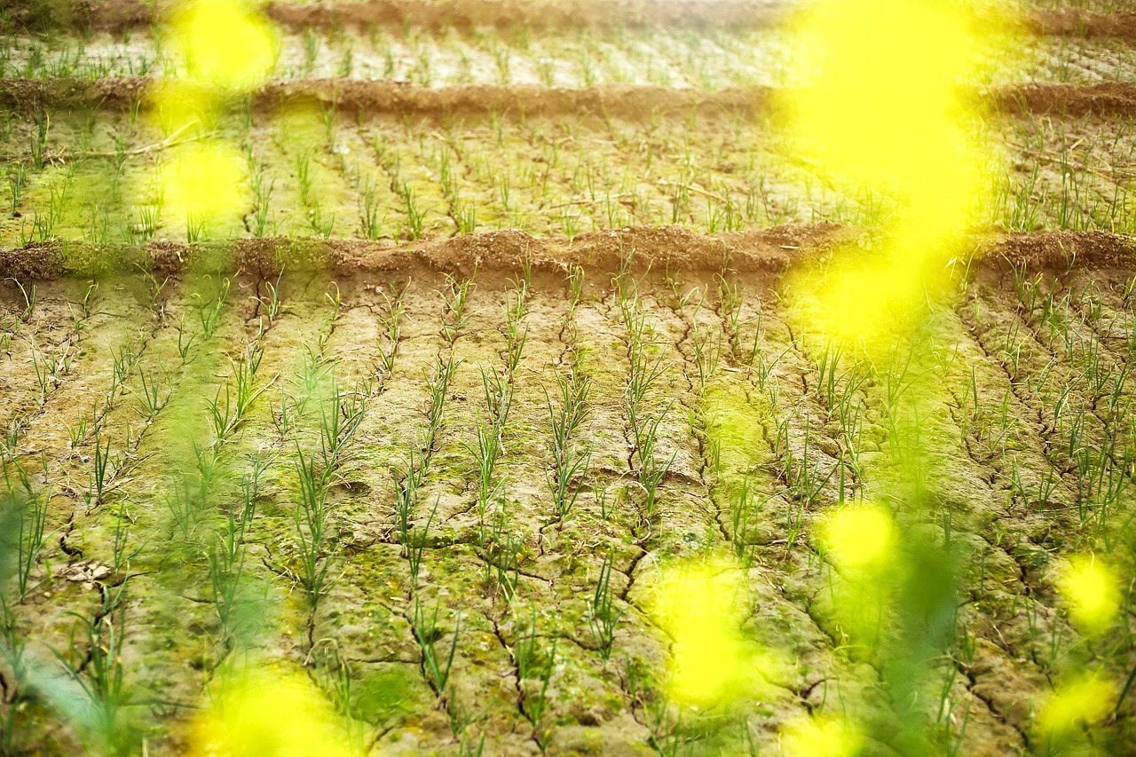 淡水魚缸長青苔怎么處理干凈 （淡水魚缸長青苔怎么處理干凈視頻） 觀賞魚市場（混養(yǎng)魚） 第2張