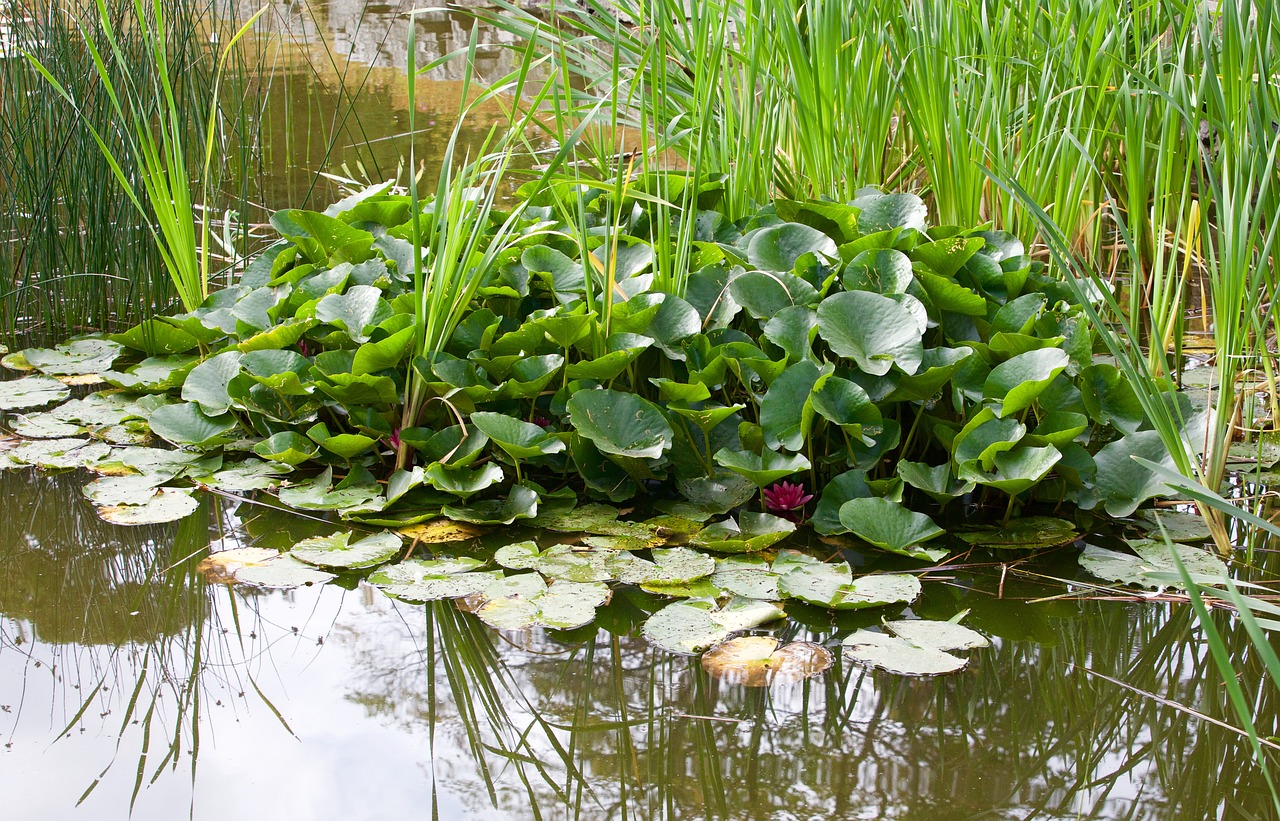 廣州植物園景點介紹 （廣州植物園景點介紹作文） 廣州景觀設計 第2張