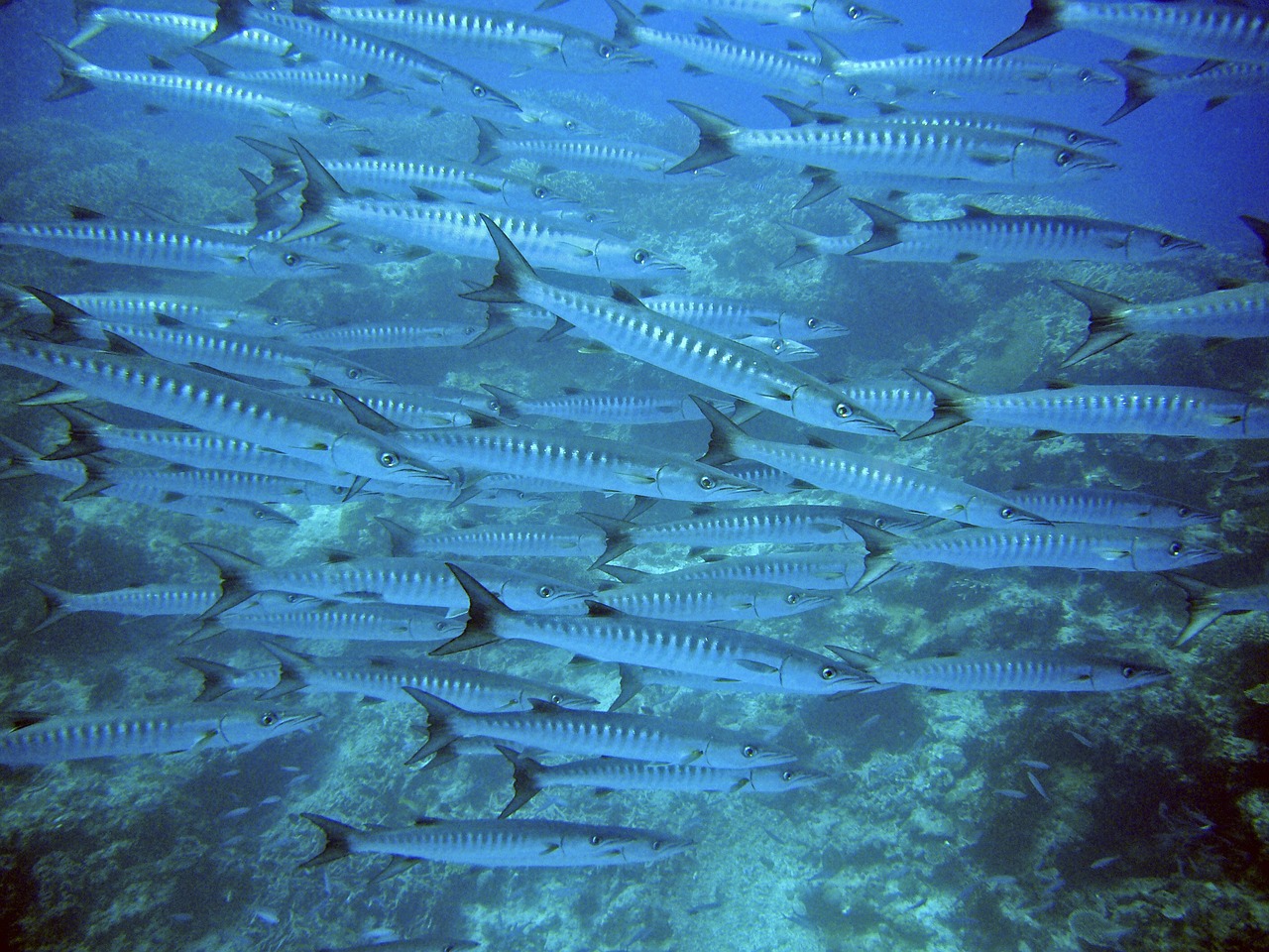 六角恐龍魚會吃斑馬魚嗎  觀賞魚市場（混養(yǎng)魚） 第1張