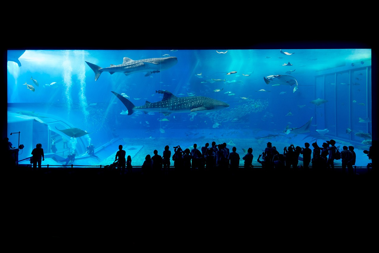 賓陽縣京陽水族館 （賓陽縣京陽水族館電話） 全國水族館企業(yè)名錄 第2張