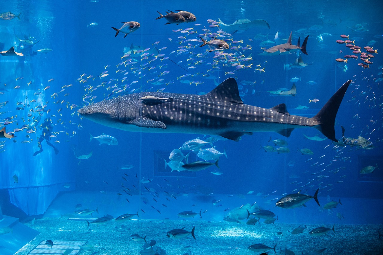 曹縣炫彩魚水族店 