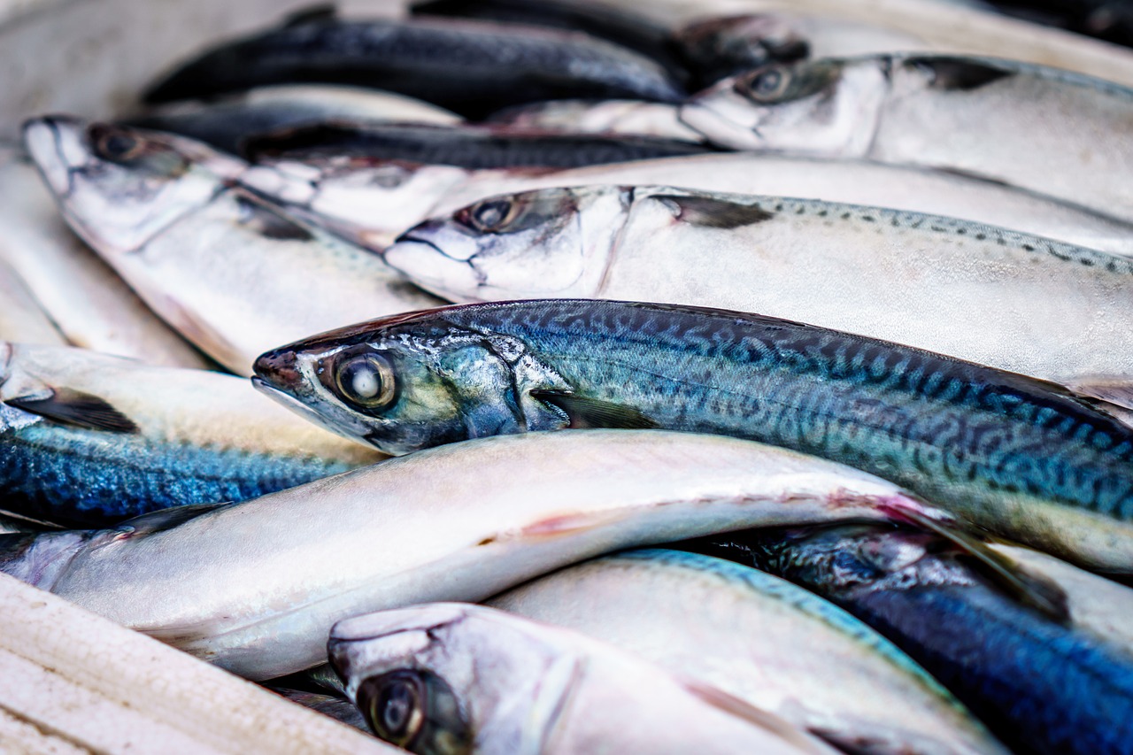 魚(yú)缸養(yǎng)的魚(yú)多久喂一次，一般幾天喂一次魚(yú)食？ 觀賞魚(yú) 第2張