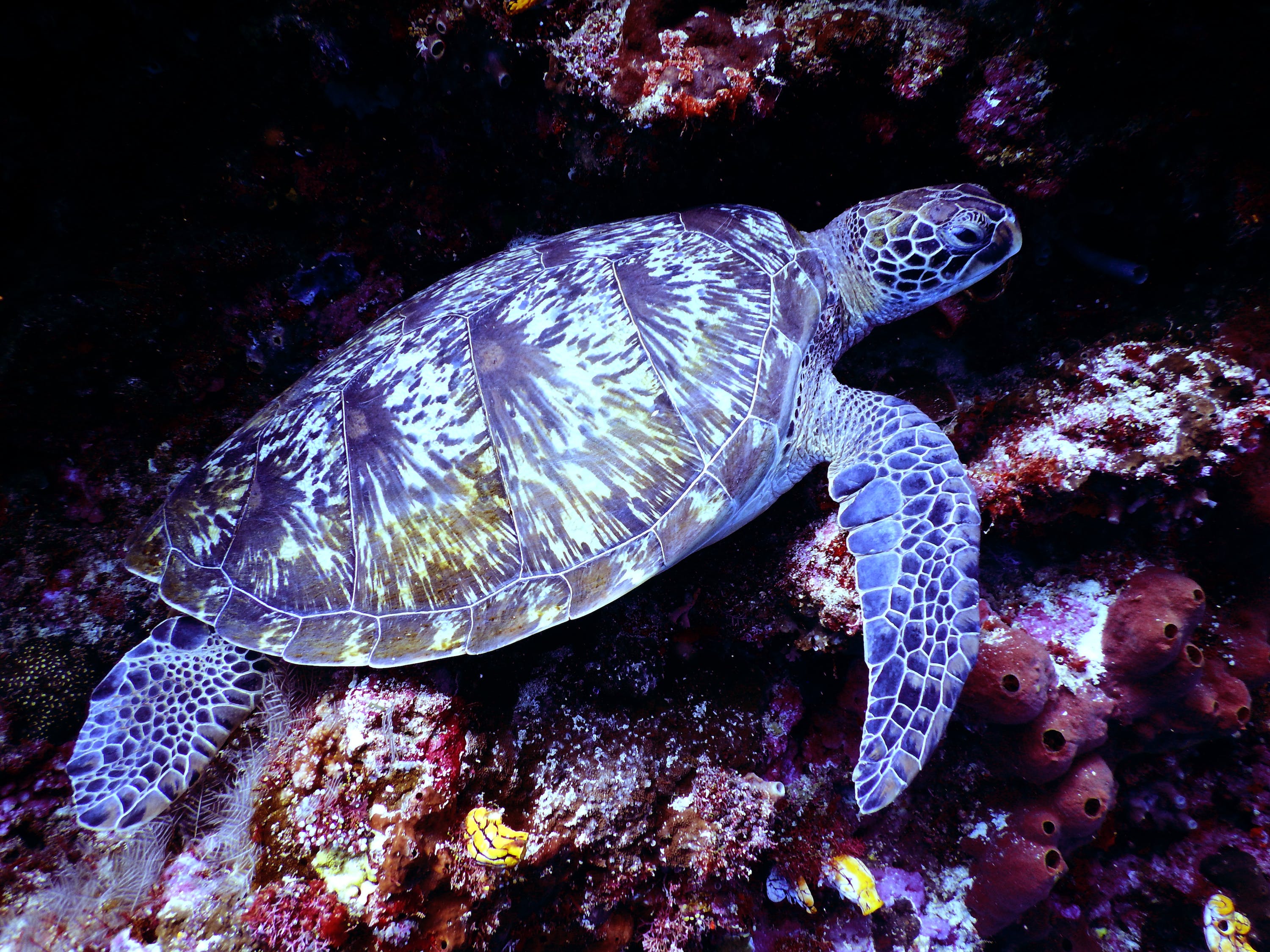 巨野嫣然水族館：探秘水下奇觀，感受大自然的魅力 全國水族館企業(yè)名錄 第1張