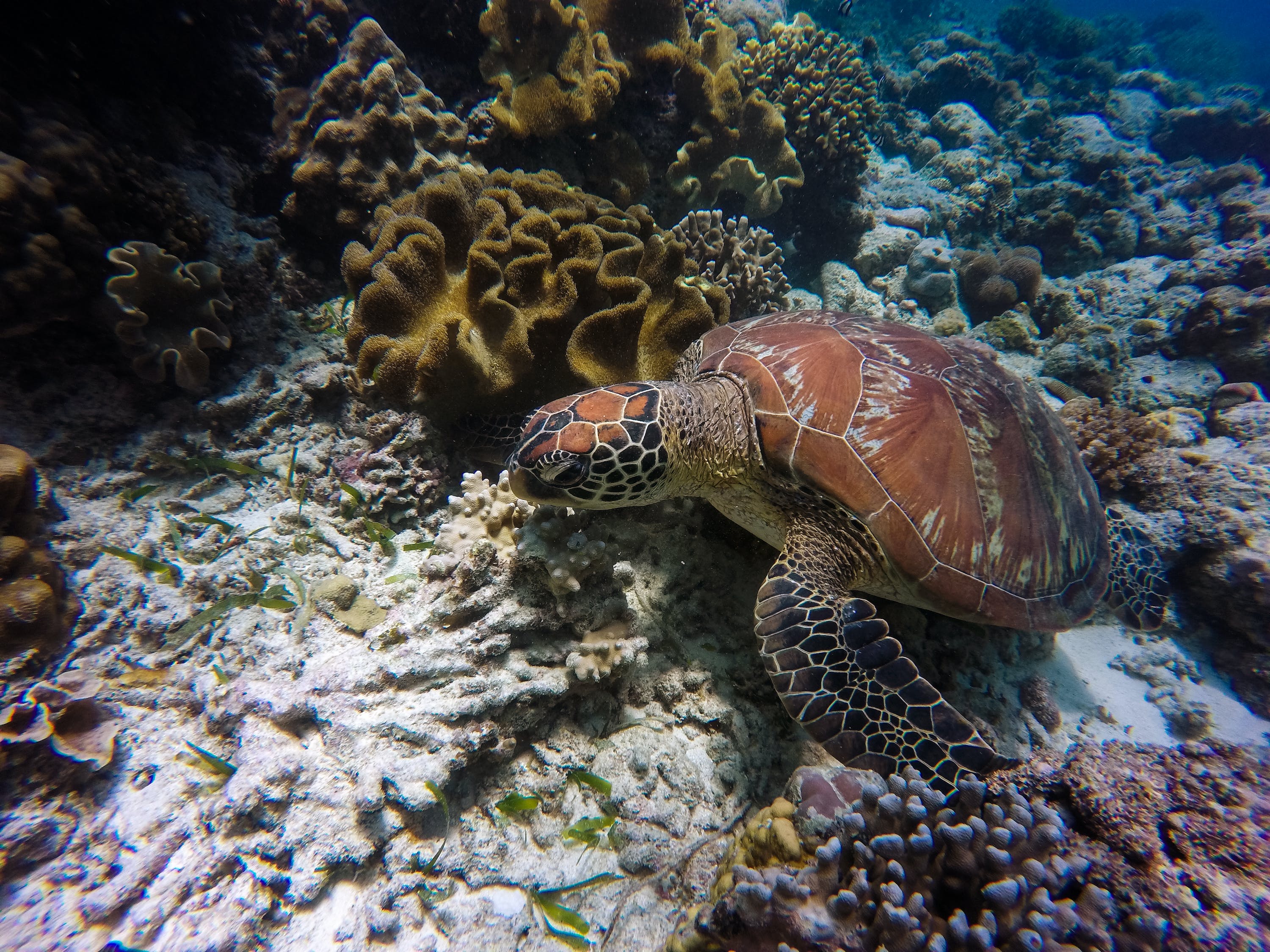 巨野嫣然水族館：探秘水下奇觀，感受大自然的魅力 全國水族館企業(yè)名錄 第2張