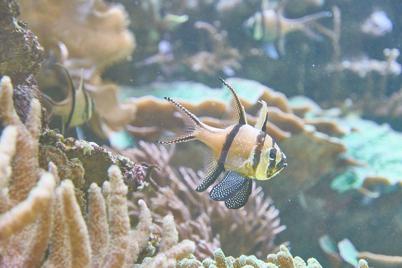 大型觀賞魚混養(yǎng)方法 養(yǎng)魚知識 第1張