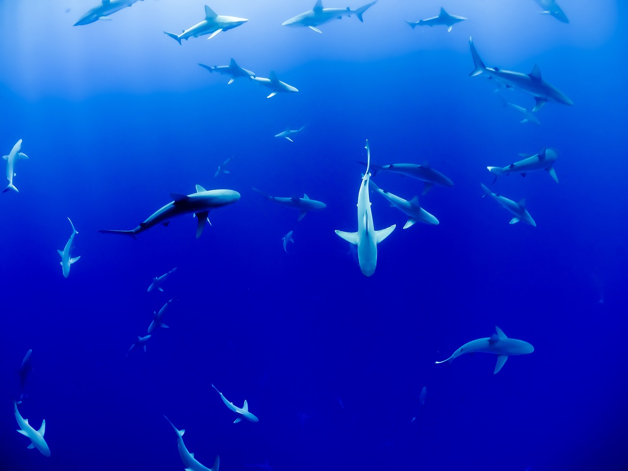 山東韻之海水族有限公司：打造獨(dú)一無二的水族世界