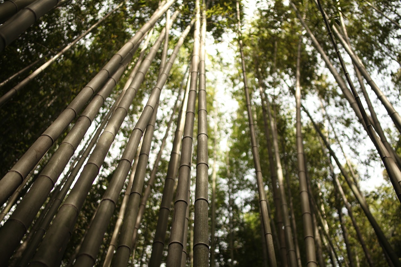 庭栽棲鳳竹池養(yǎng)化龍魚拼音的詳細描述