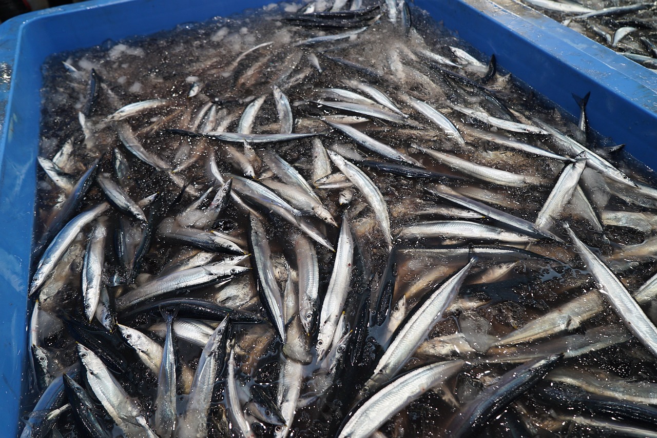 天津海水觀賞魚種類有哪些品種的，天津 觀賞魚 養(yǎng)魚知識(shí) 第2張