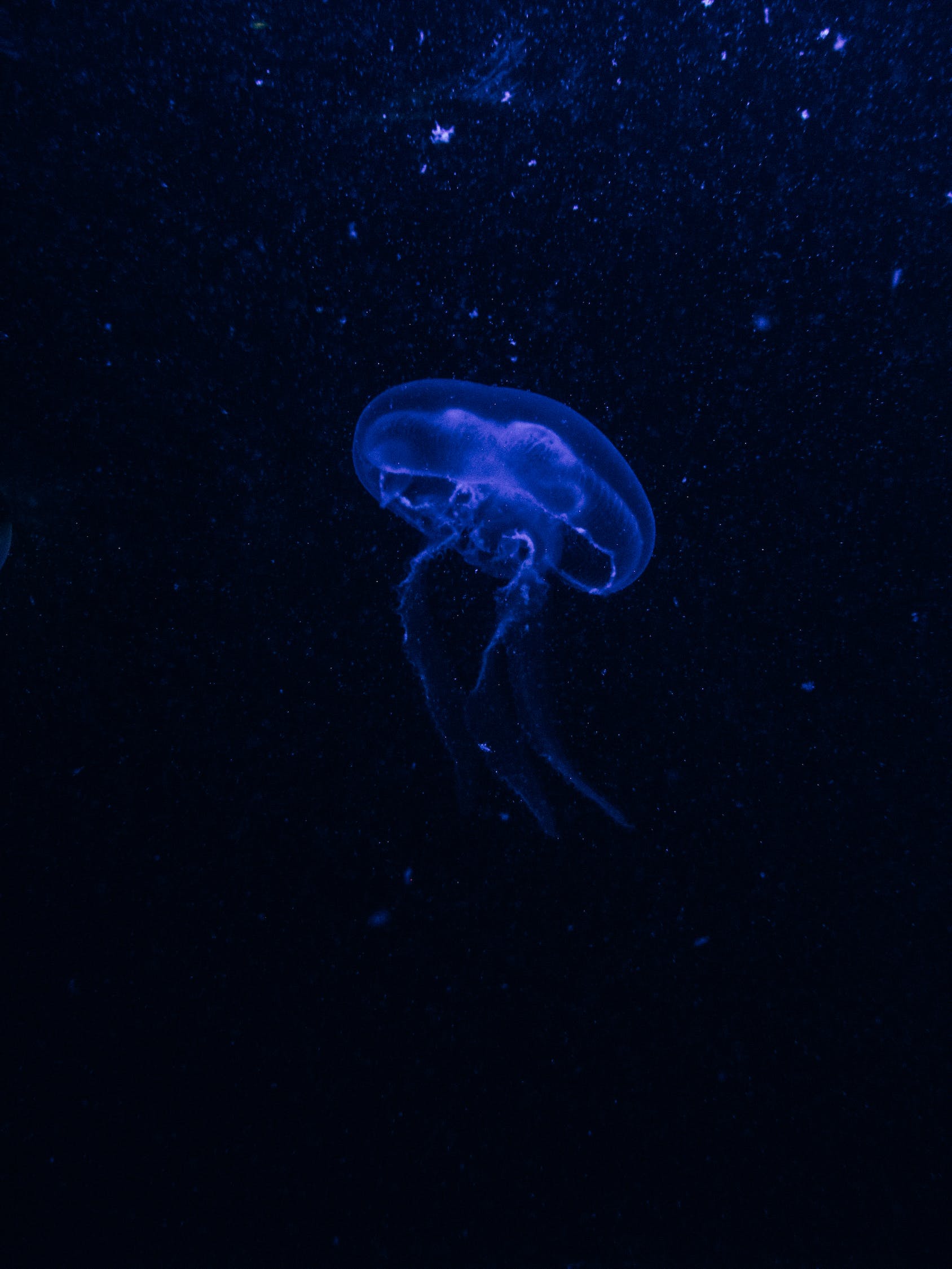 南樂縣森森水族 （南樂縣森森水族館電話）