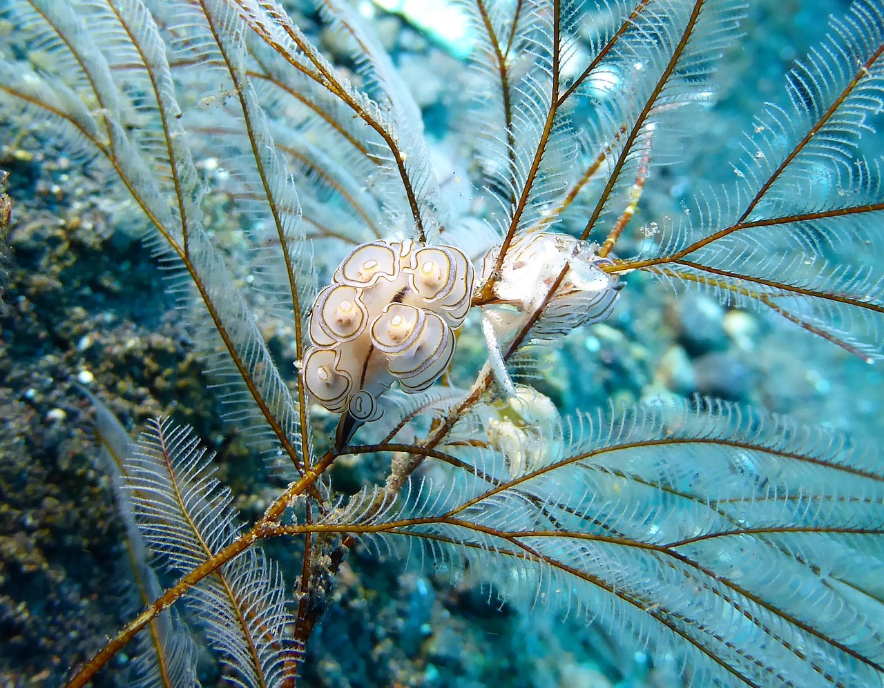 馬來西亞金龍魚和金龍魚的區(qū)別，馬來西亞金龍魚和過背金龍魚有什么區(qū)別？