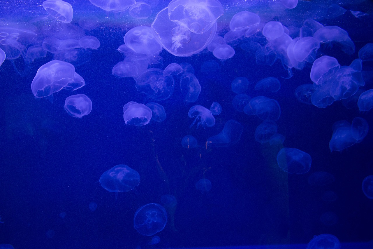 巴彥縣愛魚之家水族館 （巴彥縣愛魚之家水族館電話） 全國水族館企業(yè)名錄 第2張