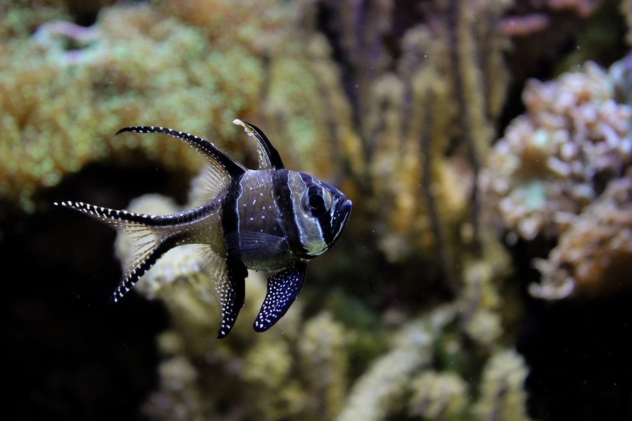 和龍市彩魚坊水族館 （和龍市彩魚坊水族館在哪里） 全國水族館企業(yè)名錄 第2張