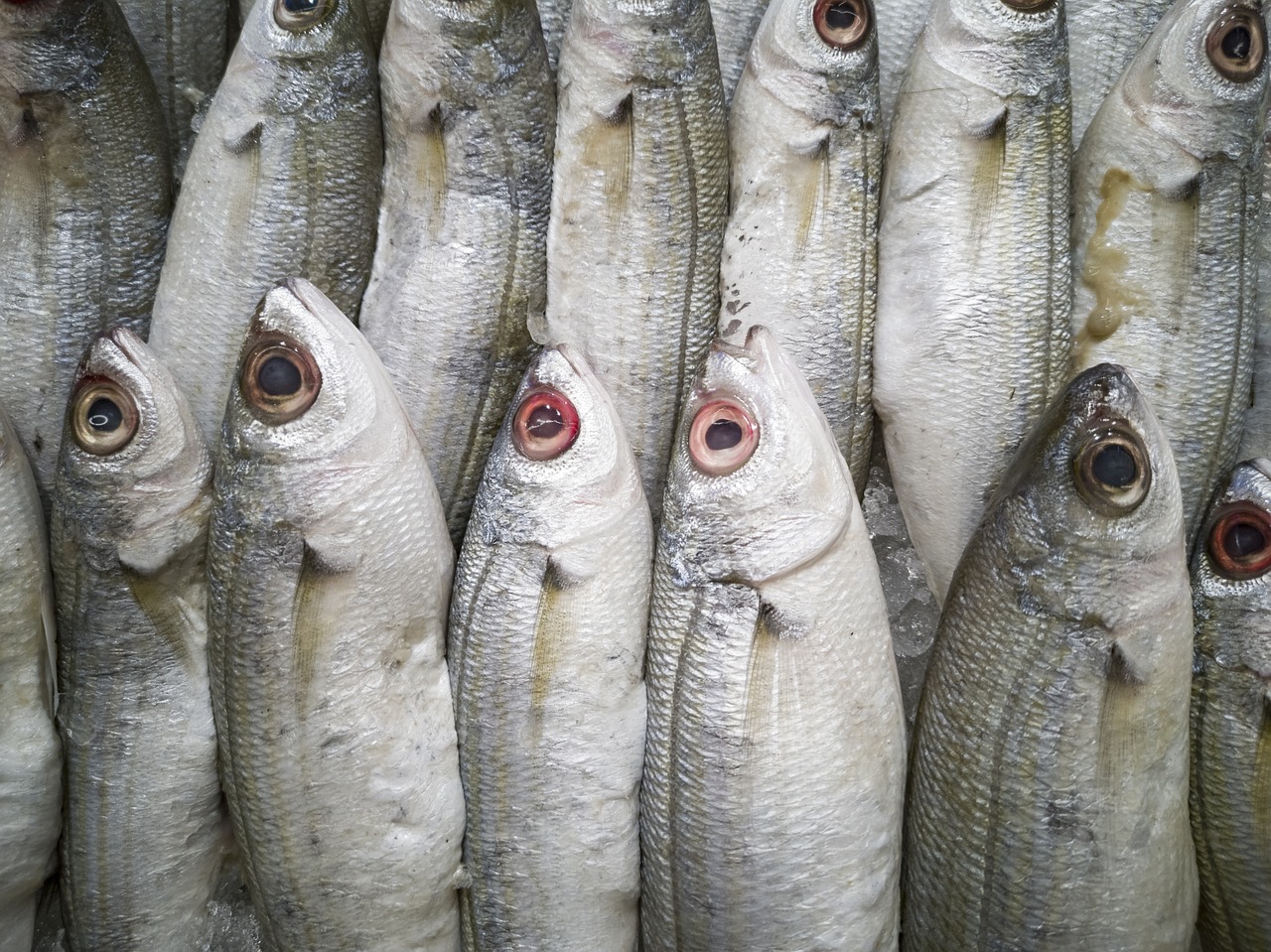 鱷雀鱔魚可以吃嗎，雀鱔可以吃嗎，，雀鱔可以吃嗎？ 養(yǎng)魚知識(shí) 第2張