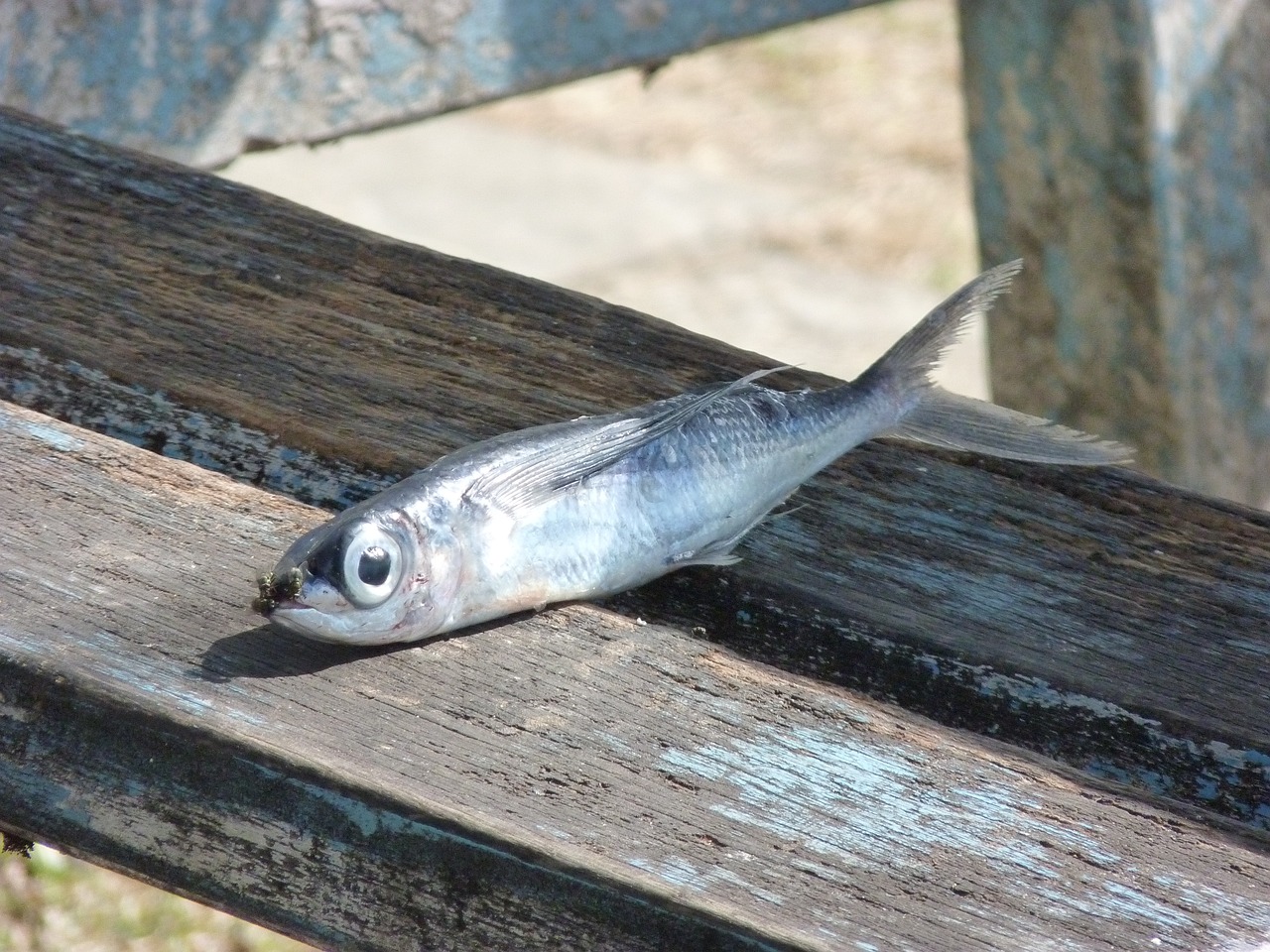 大帆魚發(fā)白死了能吃嗎（大帆魚發(fā)白死了能吃嗎視頻） 圖騰金龍魚 第1張