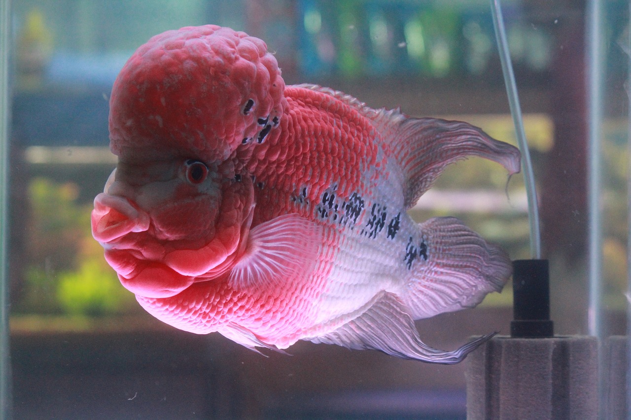 珠海水族館龍魚世家水族館專注（珠海水族館 龍魚世家水族館可靠） 魚缸水質(zhì)穩(wěn)定劑 第2張