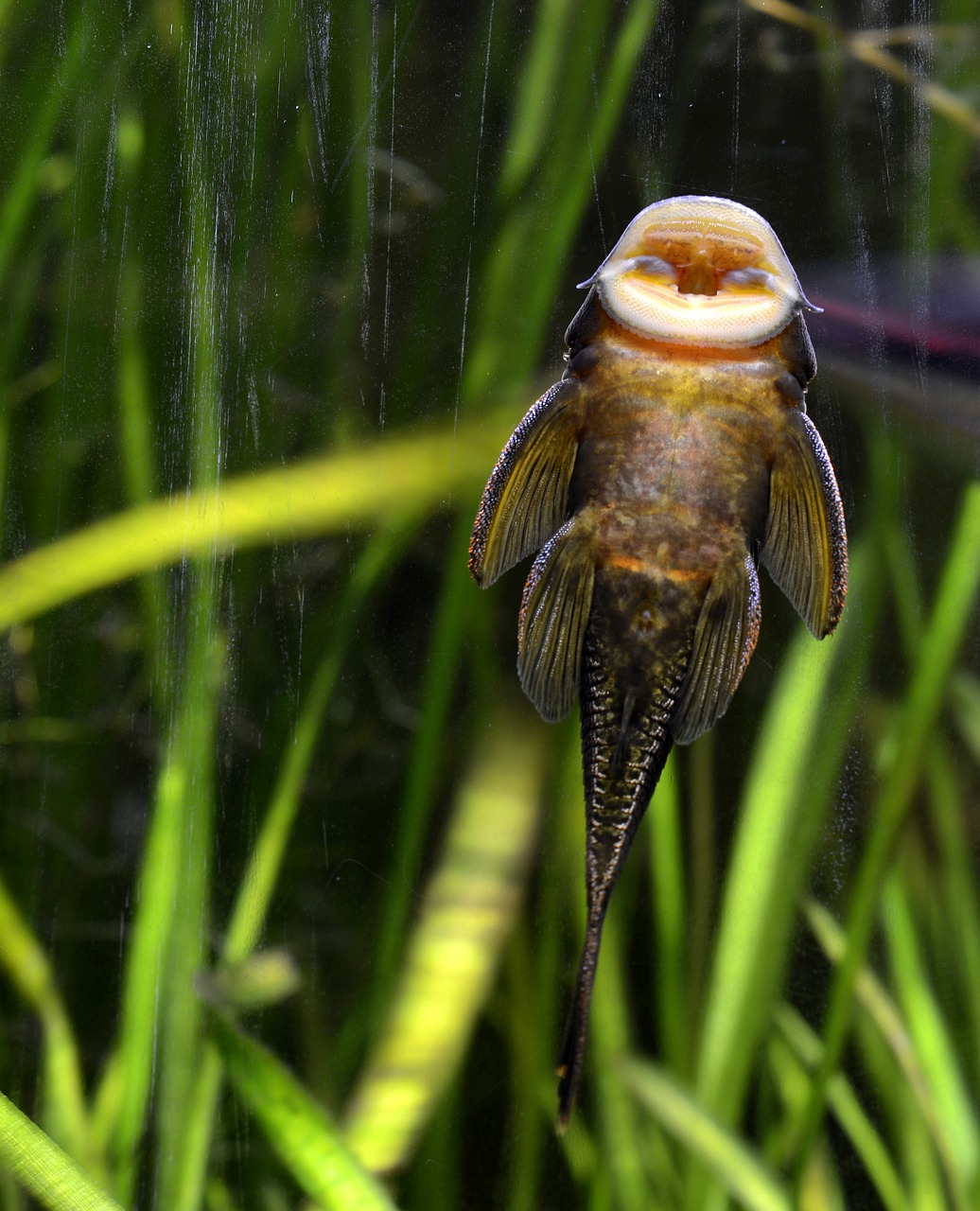 蘇虎魚跟印尼虎區(qū)別介紹，養(yǎng)蘇虎魚好還是印尼虎好