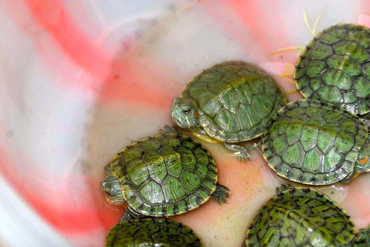 馬來西亞龍魚和印尼龍魚區(qū)別圖片大全，馬來西亞和印尼的紅龍哪個好 養(yǎng)魚知識 第2張