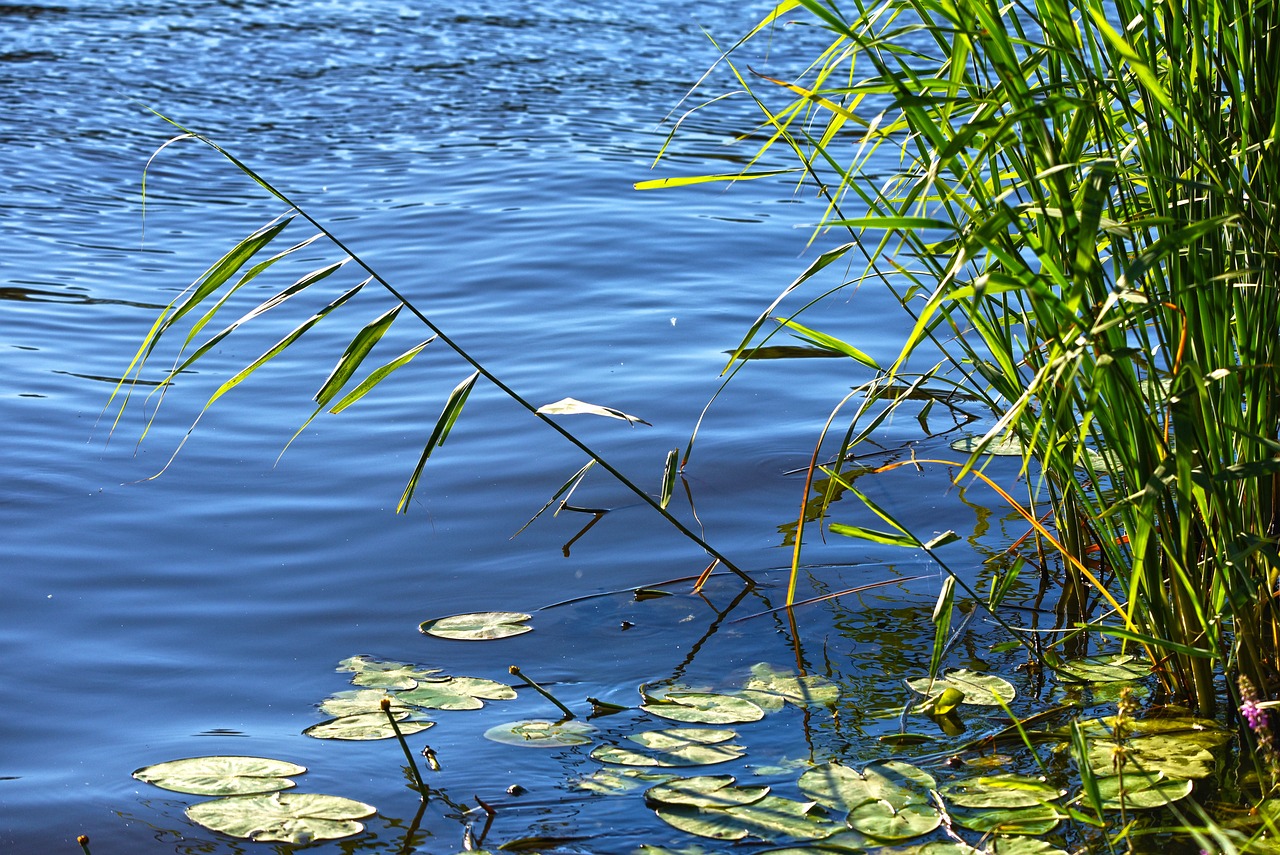 七彩魚適合什么魚混養(yǎng)呢（七彩觀賞魚和什么魚可以混養(yǎng)） 黃金斑馬魚 第2張