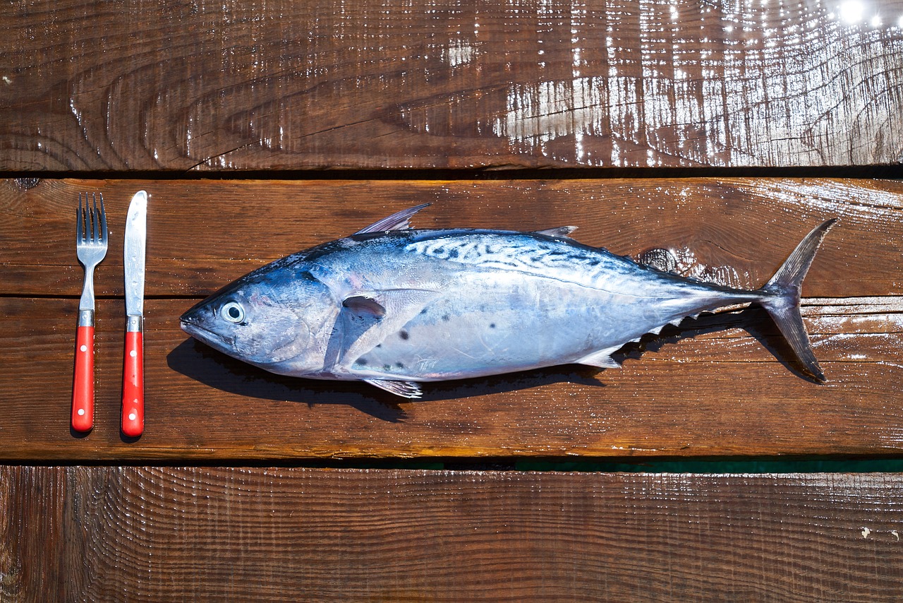 養(yǎng)招財(cái)貓魚(yú)需要注意什么（招財(cái)貓魚(yú)咋養(yǎng)） 黃金眼鏡蛇雷龍魚(yú) 第1張