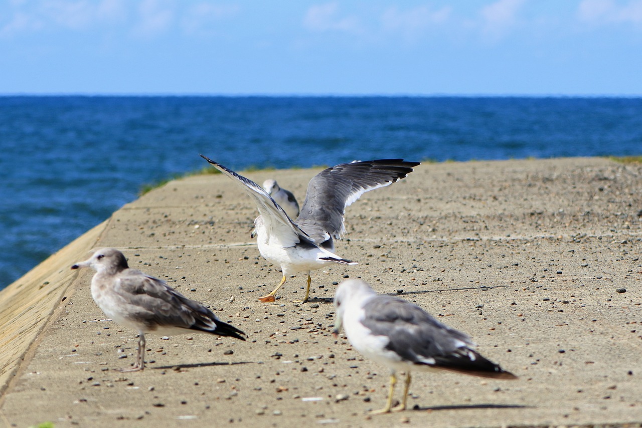 海水魚(yú)壽命一般多長(zhǎng)，麻煩回答一下可以么，虎魚(yú)壽命有多長(zhǎng)