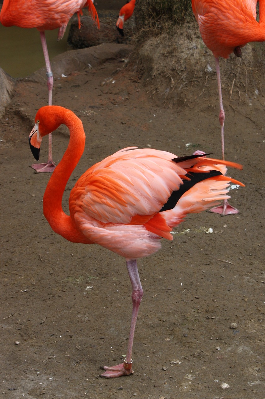 涼山彝族自治州水族館赤元素珍品