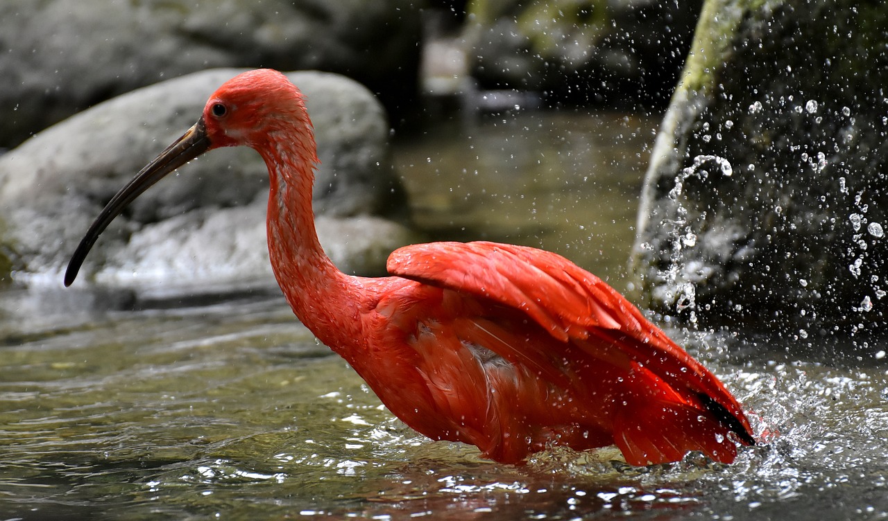 九江水族批發(fā)市場有哪些？ （九江水族批發(fā)市場有哪些地方）