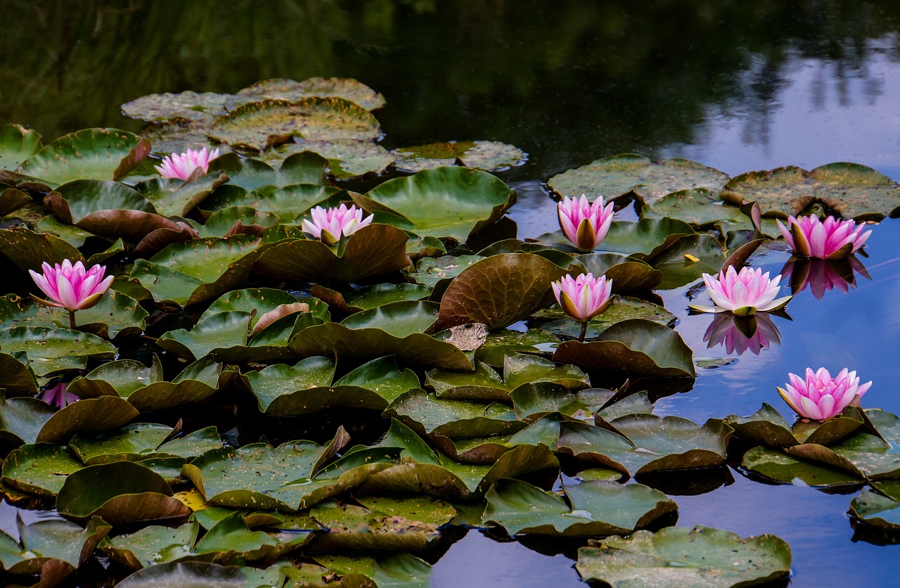 魚缸設(shè)備養(yǎng)魚需要哪些設(shè)備，魚缸設(shè)備需要哪些設(shè)備，養(yǎng)魚需要哪些設(shè)備 金龍魚糧 第1張