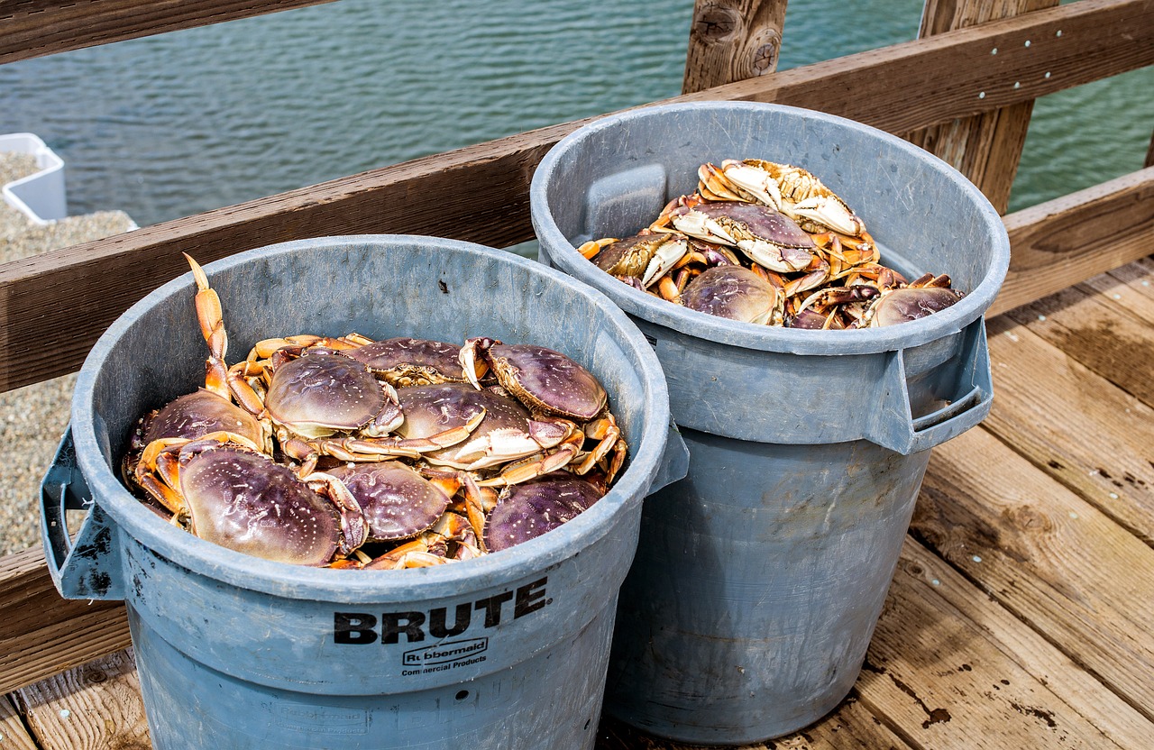 會(huì)清理魚(yú)缸的魚(yú)有哪些種類(lèi)，會(huì)清理魚(yú)缸的魚(yú)有哪些種類(lèi)呢