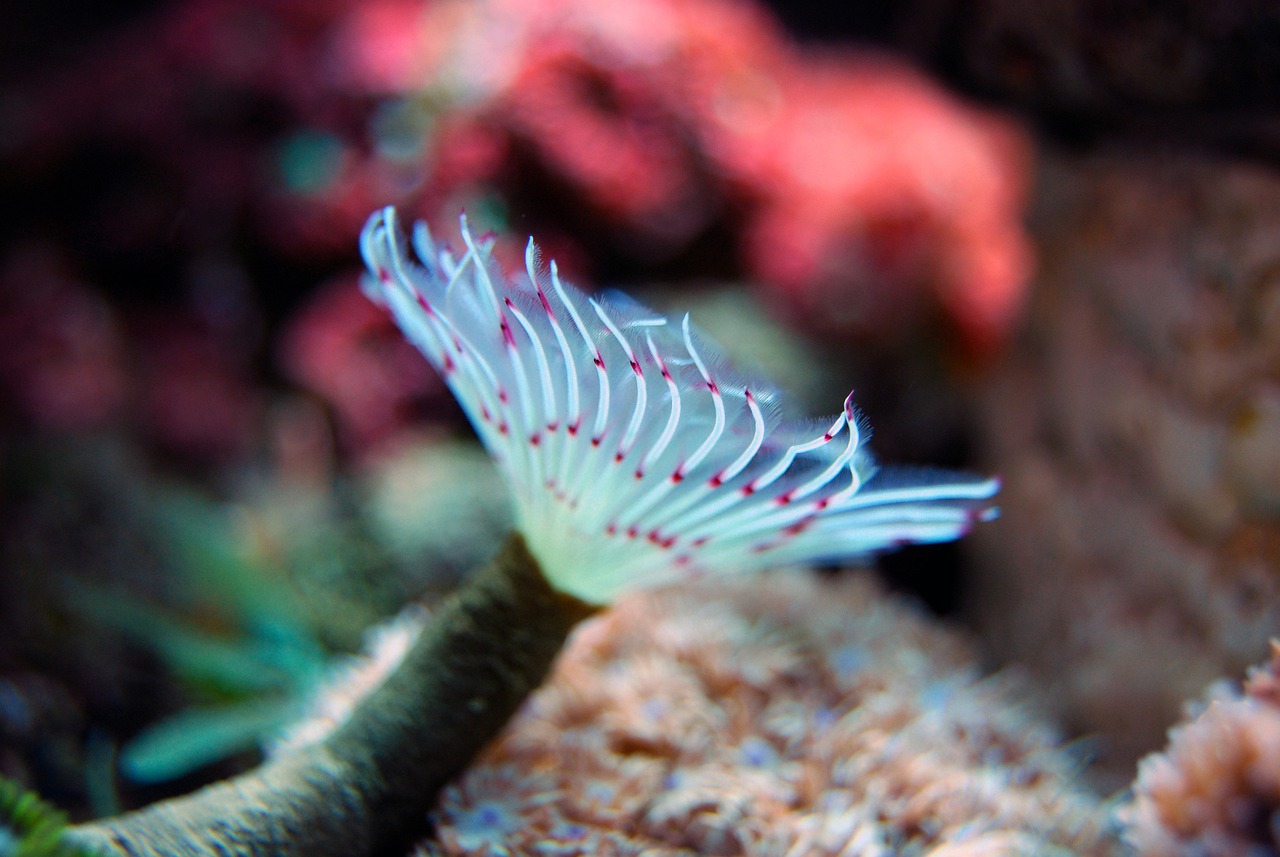 青島水族批發(fā)市場有哪些？ （青島水族批發(fā)市場有哪些地方）