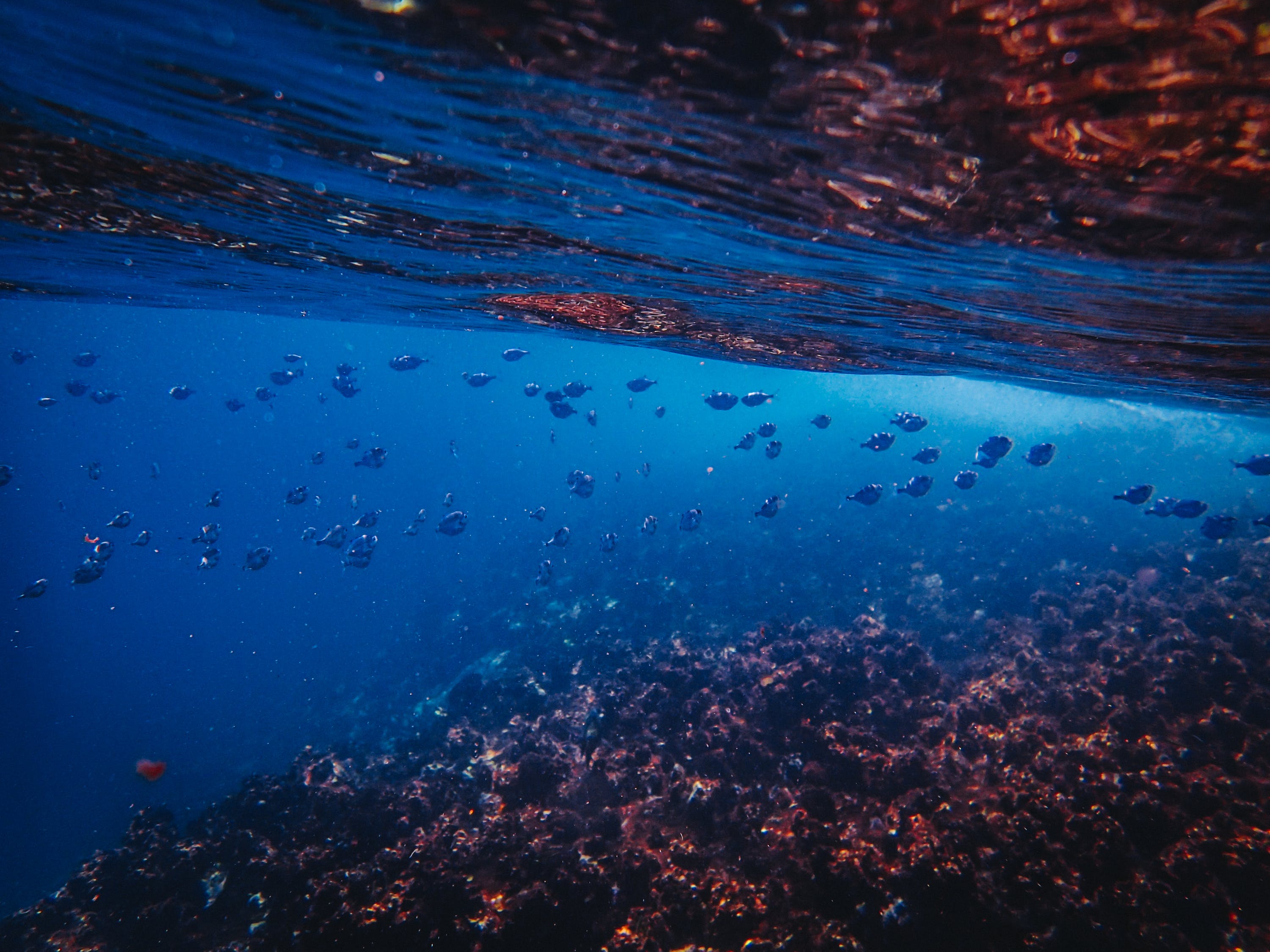 北京市益蕾絲水族館 