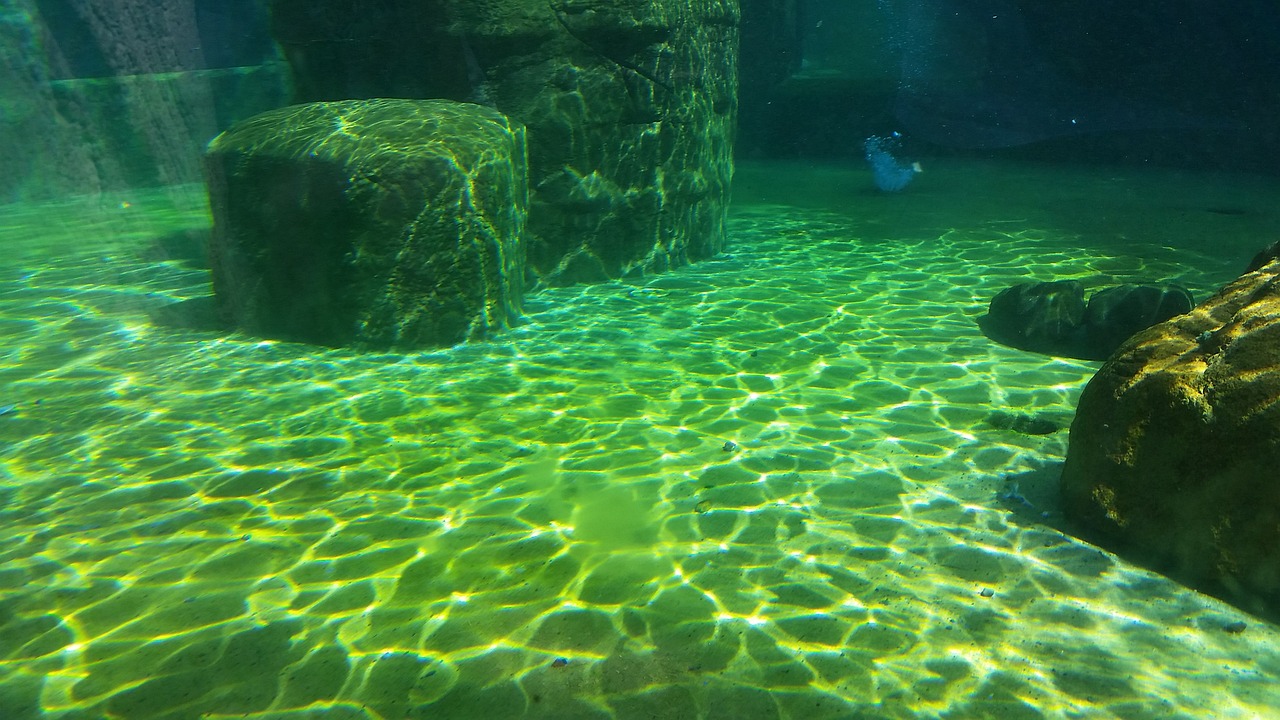 攀枝花市東區(qū)西海岸渤海水族館  全國水族館企業(yè)名錄 第1張