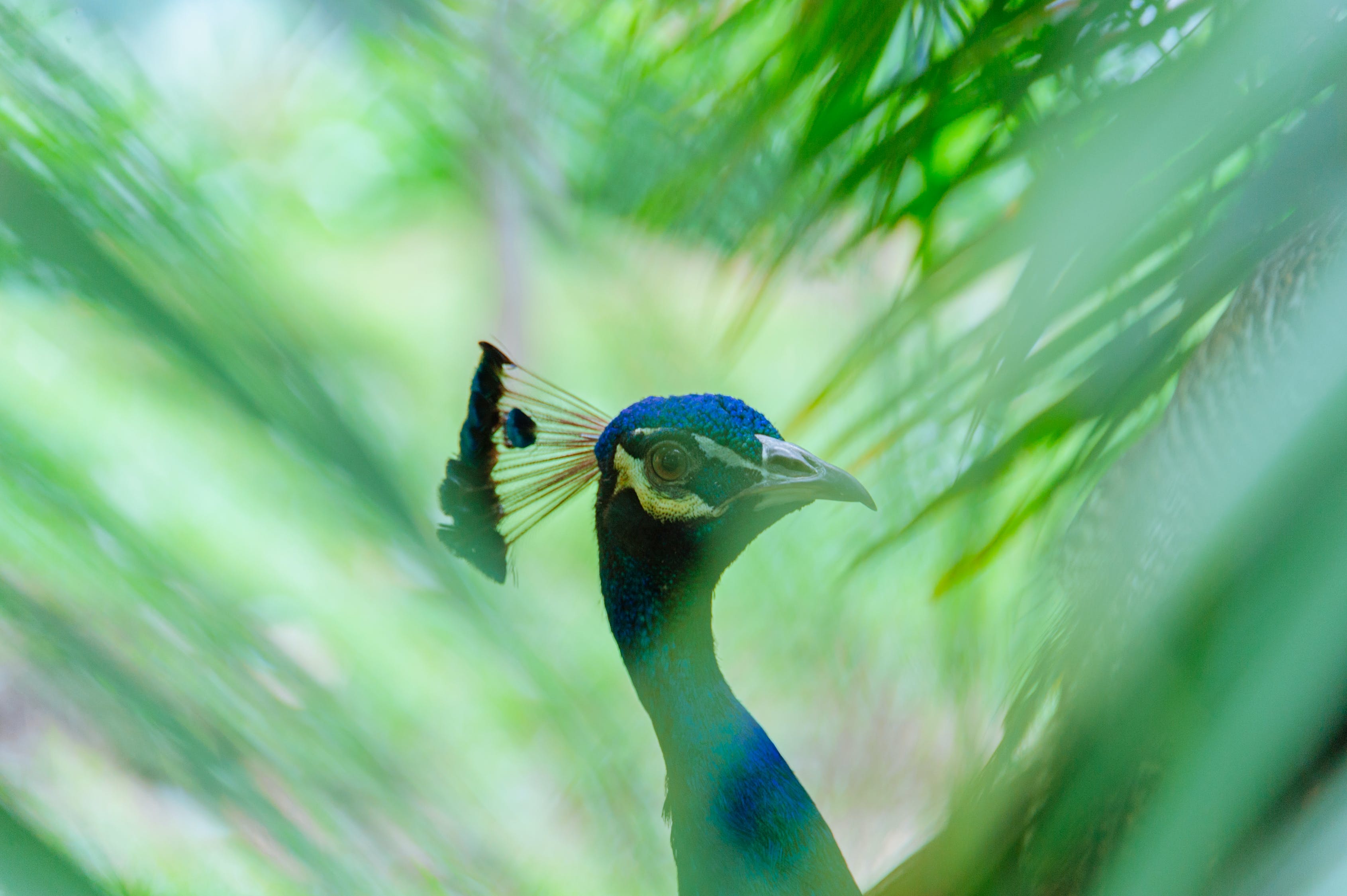 赤荔鳳冠魚產(chǎn)地是哪 （赤荔鳳冠魚產(chǎn)地是哪里） 赤荔鳳冠魚 第1張