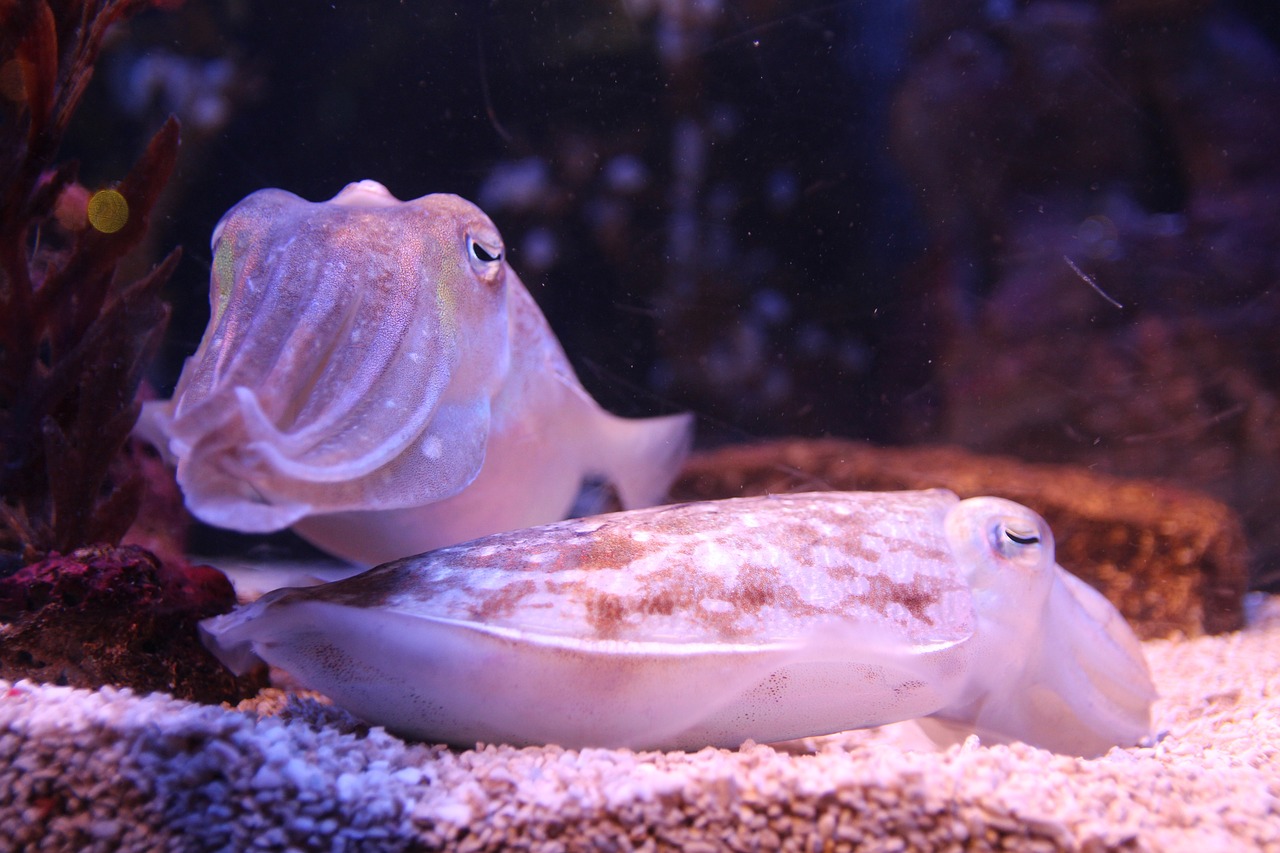 瑞麗市深藍(lán)花卉水族館 （瑞麗市深藍(lán)花卉水族館地址）