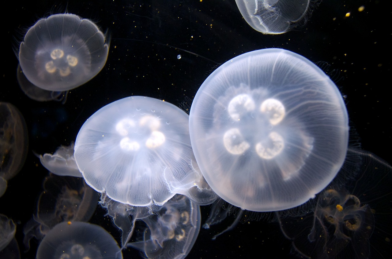 張家口哪里有水族館_，張家口哪里有水族館開放 觀賞魚 第1張