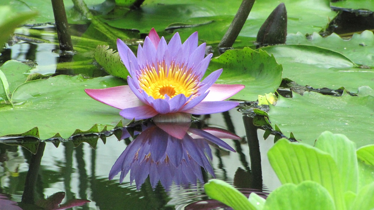 大魚缸養(yǎng)小魚群好嗎 （大魚缸養(yǎng)小魚群好嗎視頻） 觀賞魚 第2張