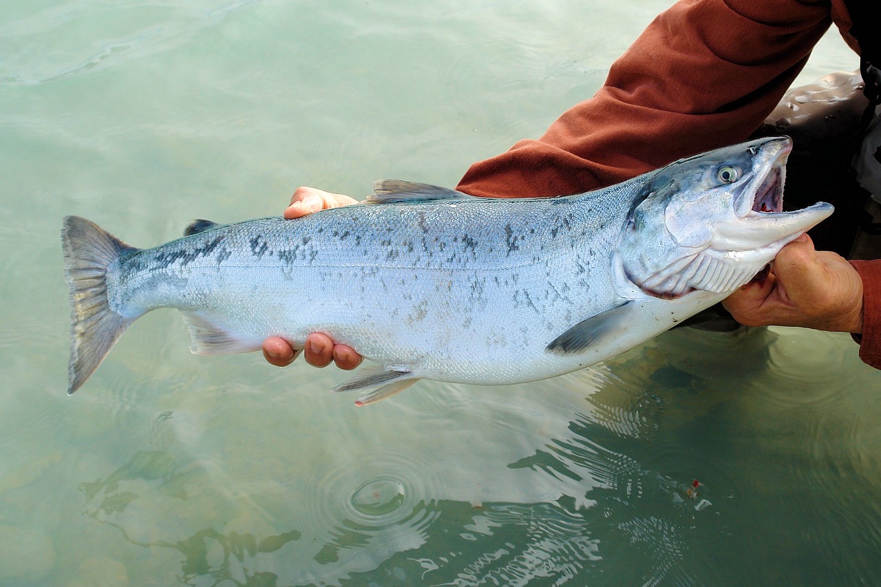 金龍魚怎么養(yǎng)才會金（怎樣養(yǎng)好金龍魚）