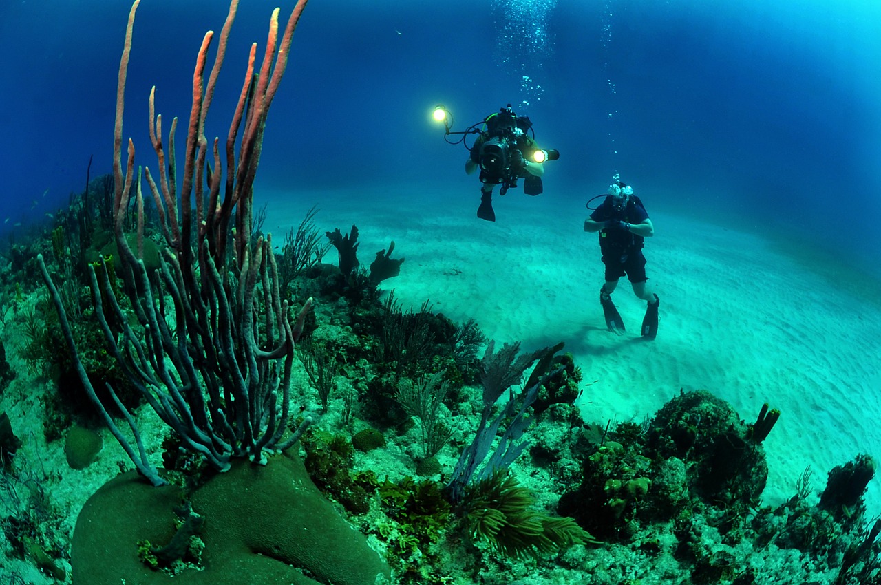 天津海水觀賞魚(yú)實(shí)體店地址查詢，天津哪里有水族館 觀賞魚(yú) 第1張