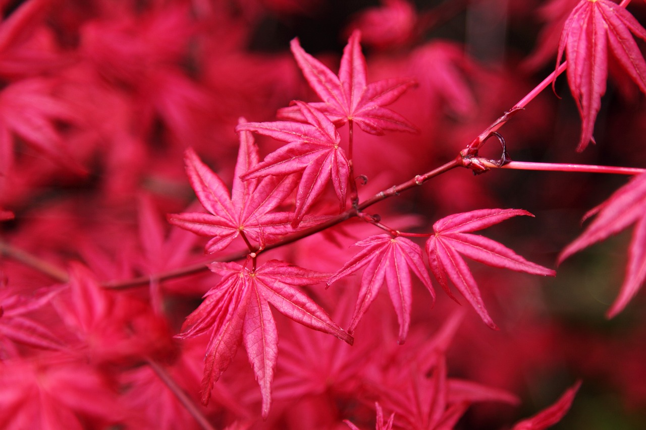 紅色魚(yú)缸圖片欣賞圖，缸養(yǎng)紅色魚(yú)有哪些品種 觀賞魚(yú) 第1張