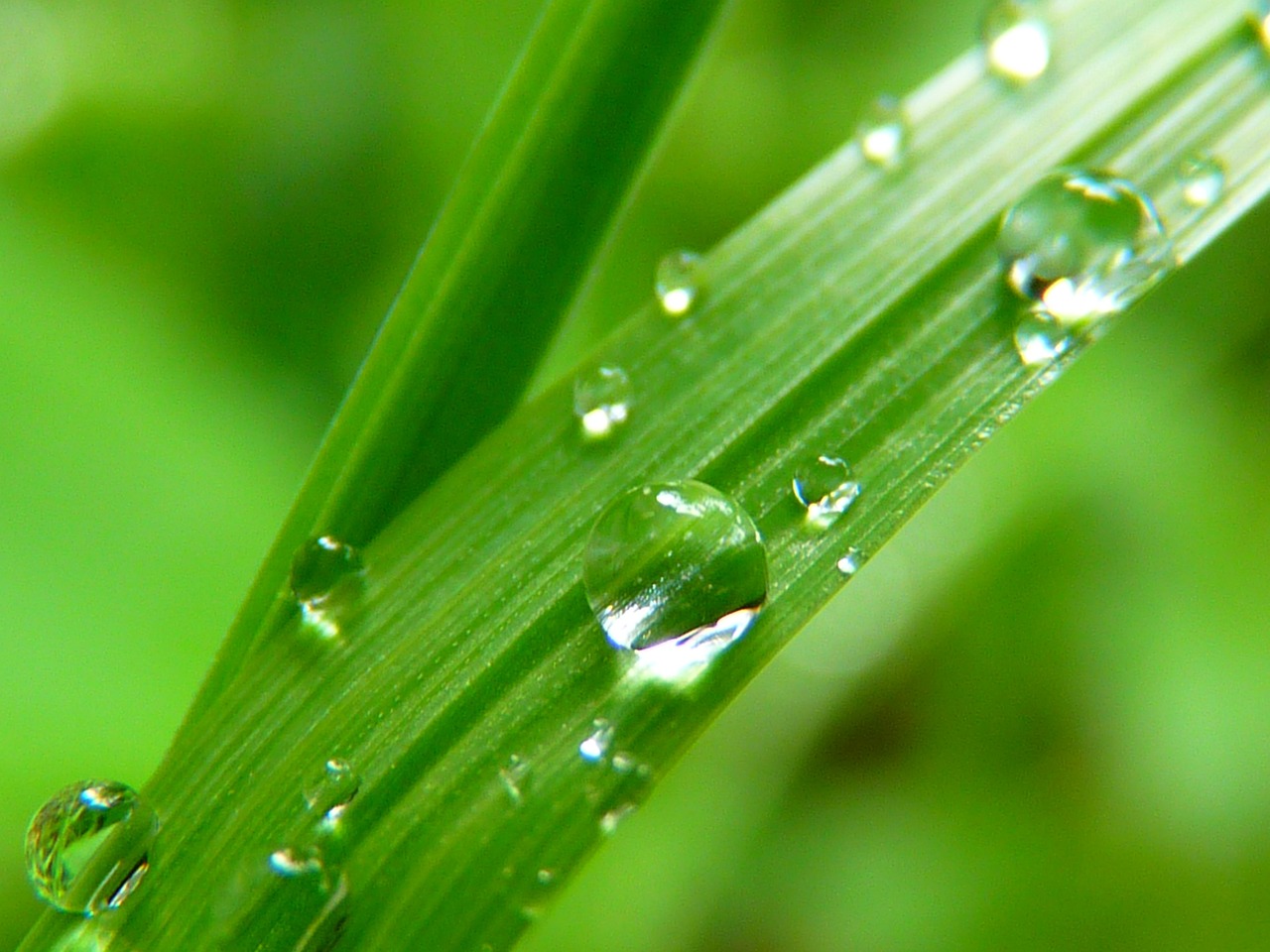 魚缸水變綠了怎樣處理魚缸水發(fā)綠的原因及解決方法，魚缸水變綠了怎么辦