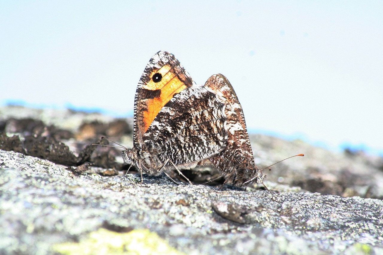 淡水魚(yú)有什么特點(diǎn)（主要的淡水魚(yú)） 申古三間魚(yú) 第1張