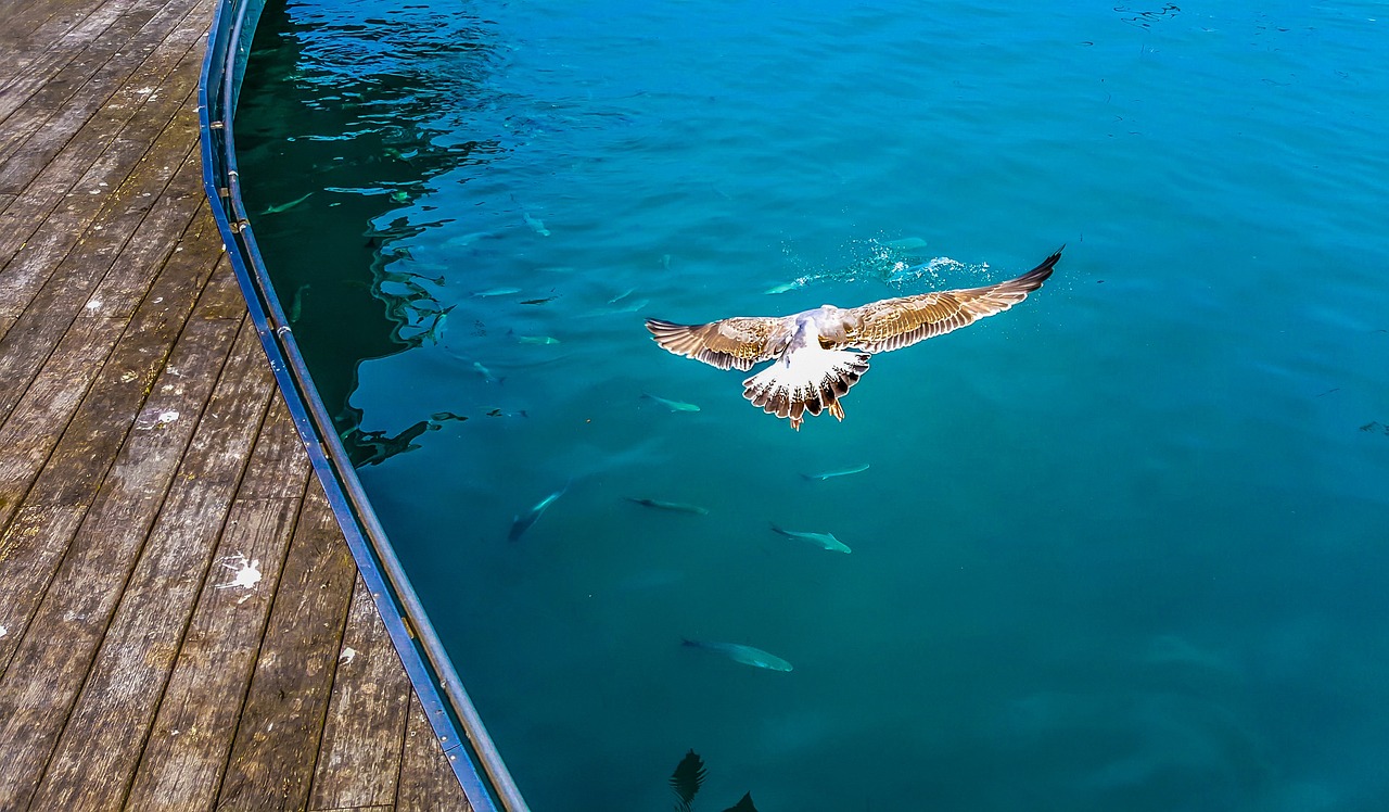 海水魚黃龍魚吃什么（黃龍魚是海魚還是淡水魚） 海水魚 第1張