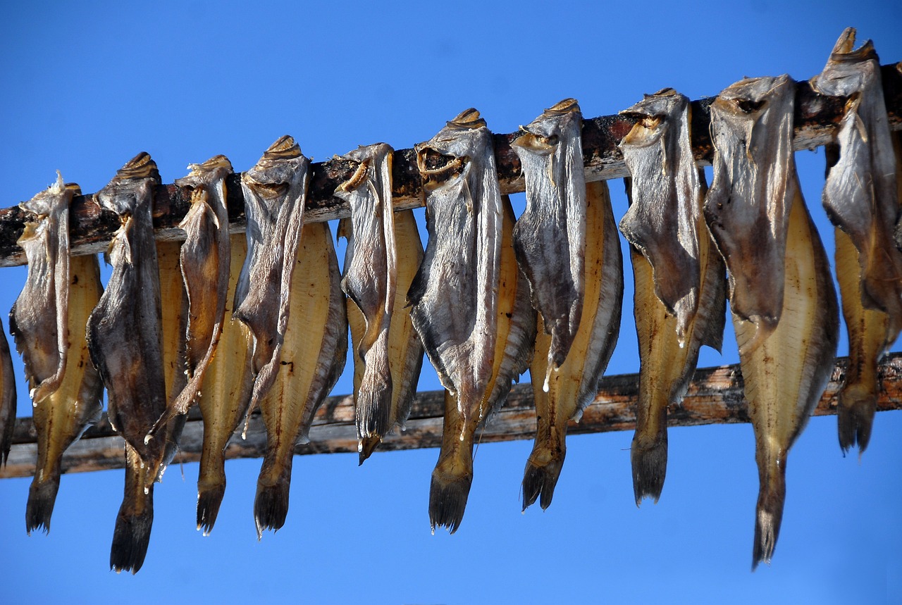 火龍魚吃魚食嗎會(huì)死嗎（龍魚吃什么會(huì)死）