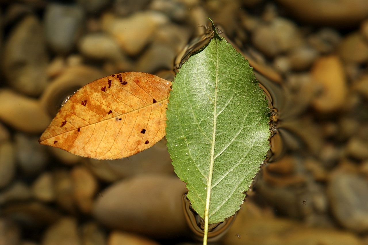 綠苔魚(yú)缸適合養(yǎng)什么魚(yú)的簡(jiǎn)單介紹 觀賞魚(yú) 第2張